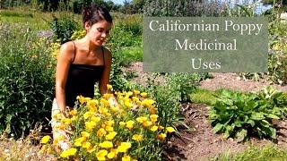 Californian Poppy in the Herb Garden