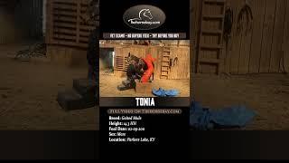 Gaited Mule Mare For Sale (Trail/Field Trial/Working Cattle)