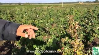 Малина ремонтантная сорт Полка (Polka)