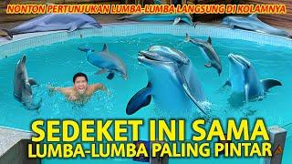 THIS CLOSE TO THE SMARTEST DOLPHIN! WATCH A DOLPHIN SHOW AT BOGOR SAFARI PARK!