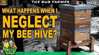 Neglected | What happens when I neglect beehives? #beekeeping #insects #bees