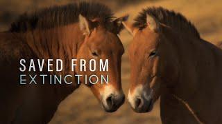 Saved From Extinction: Horses in Search of a King