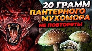 Пантерный Мухомор  Псилоцибиновые грибы | DMT | Трип | Подсознание