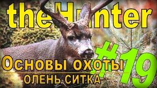 the Hunter - Олень Ситка [Основы охоты] #19