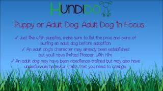 Puppy or Adult Dog: Adult Dog in Focus