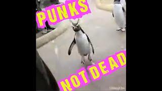 Edinburgh Zoo Punk Pogo Penguin