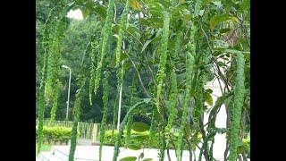 Phyllodium Longipes। Fish Scales/Dragon's Tongue Plant at Agri Aqua Bd