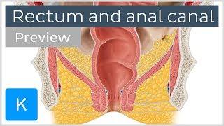 Rectum and anal canal: anatomy and function (preview) - Human Anatomy | Kenhub