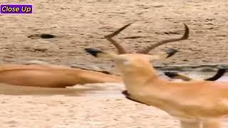 Crocodile | Part One | Crocodile Brutally Devours Gazelle in a Terrifying Scene!