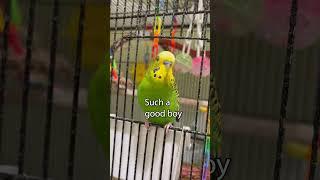 Right Bird? - Boba the Budgie - #shorts