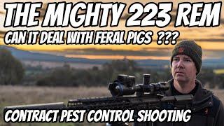 The Most Popular Rifle Cartridge in the WORLD || The Mighty 223Rem || Can It Deal with Feral Pigs