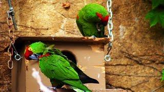 How To Replicatre Wild Nestbox Setup for Parrots Breeding in Captivity