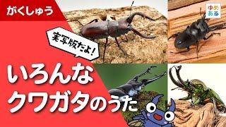 【実写版】いろんなクワガタのうた