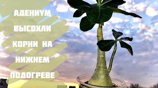 Адениум. Пересадка. Высохли корни на нижнем подогреве(((