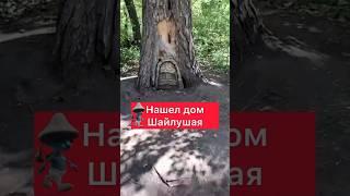 НАШЕЛ ШАЙЛУШАЯ В ЛЕСУ | ШАЙЛУШАЙ #шайлушай #shorts