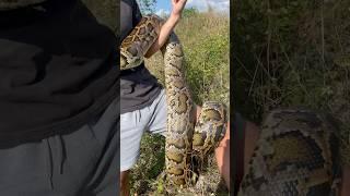 Giant Python Caught In Florida #burmesepython #floridaeverglades #evergladespython #floridaman