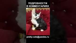 Девон-рекс devon rex black bicolor #shorts #devonrex