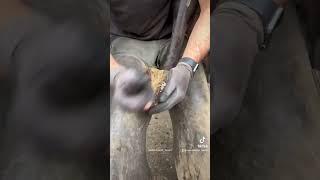 My video has 137.2 million views on TikTok  #asmr #farrier #satisfying #tiktok #oddlysatisfying