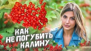 Посадка калины. Уход за калиной в саду для новичков