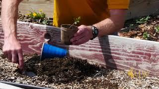 Tomato Planting Depth & Trenching | From the Ground Up