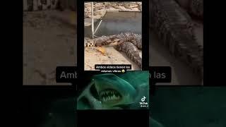 Los peces son amigos, no comida