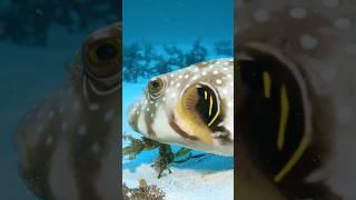 Facts About White Spotted Pufferfish #shorts #pufferfish #fish #facts