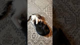Brotherly Bunny Kicks #kittens#cats#poetesspossessed#Arlo#Jett#brothers#siblings#bunny kicks