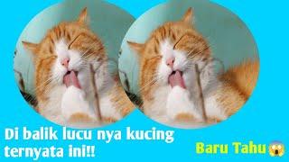 10 fakta menarik tentang kucing