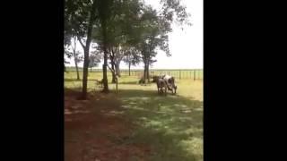 Goat Knocks Out Cow With a Headbutt