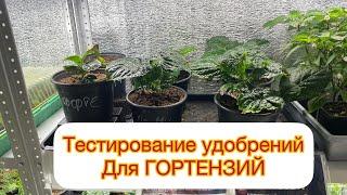 Тестирование УДОБРЕНИЙ для ГОРТЕНЗИЙ ‍️