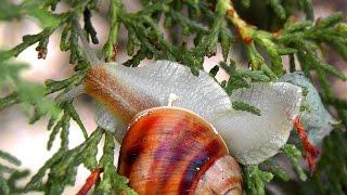 SNAIL HELIX POMATIA - SkyVlad Video Archive