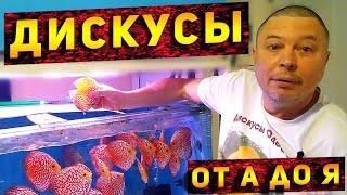 Содержание, Кормление и Разведение ДИСКУСА и СКАТА от Игоря Тегая!