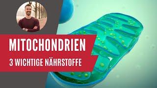 Wichtige Nährstoffe für die Mitochondrien  Interviewausschnitt Erschöpfung Kongress