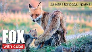 Red fox feeds the cubs.