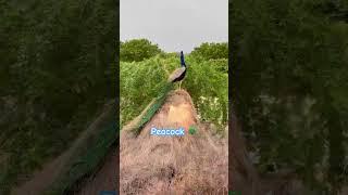 Peacock ️#status #foryou #ytshorts#viralvideo #peacock#new#viral #video #song#trending#birds