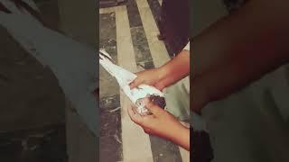 high flying pigeon easy check #pigeon #highflyingpigeons #kabootarbazi #kabootar