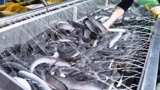 오랜 기다림 끝에 결과물을 수확 하는 양식장 ! 장어, 연어, 굴 수확 과정 | The process of Harvesting SeaFood | Harvesting SeaFood