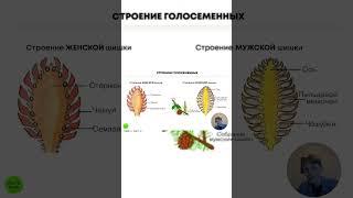 Забирай полное видео в комментариях 🫶 #биология #егэ #огэ #огэ2023 #shorts