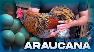 Visita al Criadero de ARAUCANA de Erickson Padilla | ARAUCANA Perú