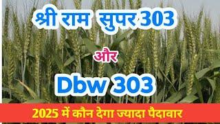 Dbw303 श्री राम सुपर 303 दोनो में क्या अंतर है,कौनसी wheat variety बढ़िया है,गेहूं की दो टॉप किस्में