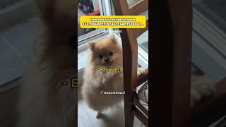 Прошу, не ведитесь на это #шпиц #померанскийшпиц #pets #смешноевидео #pomeranian #шпицмини