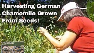 Chamomile | For Herbal Tea | She Grew It From Seed