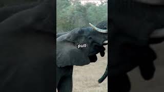 Wildlife Wonders: Shocking Animal Encounters! #ai