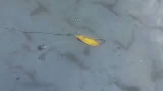 Проводка блесны незацепляйки Minnow spoon