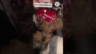 Моя собака храпит спя на диване громче чем я