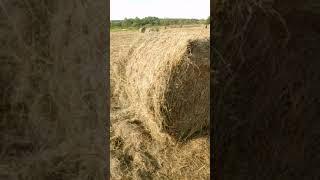 Обзор. Сено в рулонах.hay in bales.