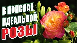 В ПОИСКАХ ИДЕАЛЬНОЙ РОЗЫ!