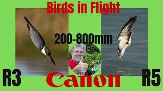 Canon RF 200-800mm lens Review by a Bird Photographer