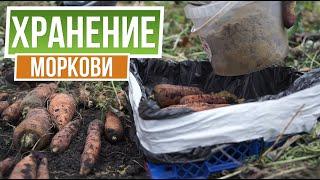 3 супер способа хранения моркови Хранение моркови на зиму в погребе