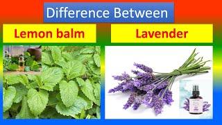 Differences Between Medical And Health Benefits Of Lemon balm  and  Lavender